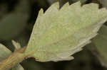 Roundleaf thoroughwort